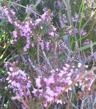 Load image into Gallery viewer, A honeybee collecting nectar from heather growing near our beehives