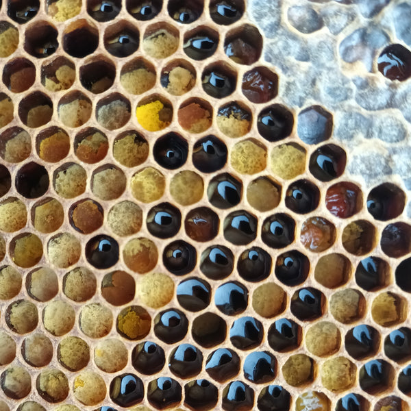 Pollen, uncapped honey & capped honey