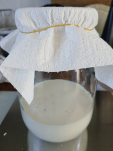 Milk Kefir Grains