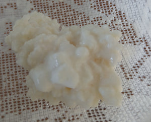Milk Kefir Grains