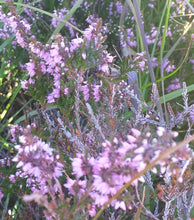Load image into Gallery viewer, A honeybee collecting nectar from heather growing near our beehives
