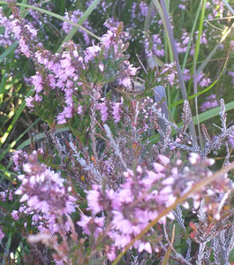 A honeybee collecting nectar from heather growing near our beehives